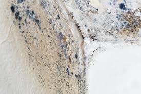  Carrizo Hill, TX Mold Removal Services Pros